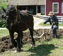 Image result for Draft Horse Plowing