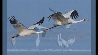Image result for White Crane Spreads Its Wings Beach