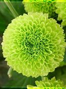 Image result for Beautiful Things That Are Green