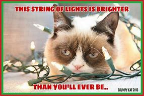 Image result for My Light Cat Meme