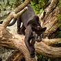 Image result for Panther Walking towards You
