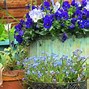 Image result for Container Gardening Flowers