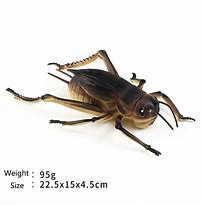 Image result for Cricket Bug Plush