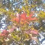 Image result for Quercus texana New Madrid