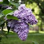 Image result for Common Purple Lilac