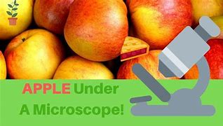 Image result for Apple Fruit Cell