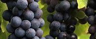 Image result for Henry Pelham Baco Noir Old Vines