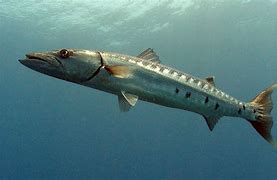 Image result for barracuda