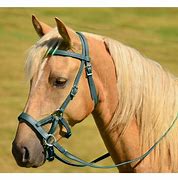 Image result for Brown Horse Bridle