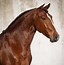 Image result for Sabino Lusitano Horse