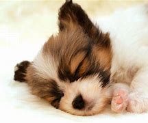 Image result for Cute Dogs Sleeping
