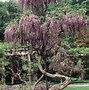 Image result for Wisteria Vine and Flower
