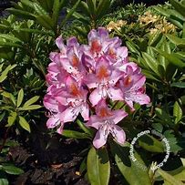 Rhododendron pont. Roseum માટે ઇમેજ પરિણામ