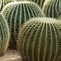 Image result for Speck Cactus Desert Case