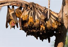 Image result for Fruit Bat On a Branch