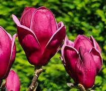 Image result for Magnolia Genie