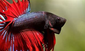 Image result for Wallpaper Fish Siamese