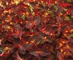 Afbeeldingsresultaten voor Euphorbia dulcis Chameleon