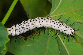 Image result for "zebra-caterpillar"