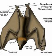 Image result for Giant Flying Fox Bat Anatomy