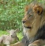 Image result for Lion and Lamb Black and White