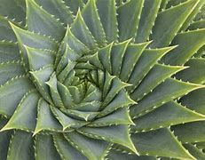 Image result for Golden Ratio Example Plants