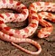 Image result for Sunset Corn Snake