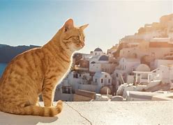 Image result for Greece Cat Meme