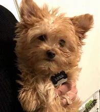Image result for Ste. Genevieve MO Yorkie