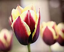 Image result for Tulipa Gavota