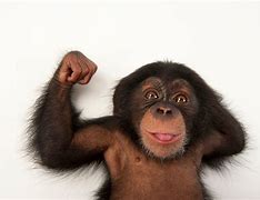 Image result for Strong Monkey
