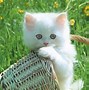 Image result for Funny Cat Wallpaper Free Download