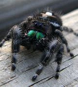 Image result for Fuzzy Black Jumping Spider