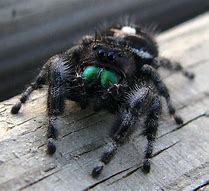 Image result for Fuzzy Jumping Spider