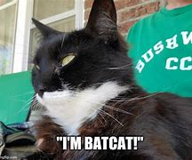 Image result for Cat Batty Meme
