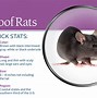 Image result for Roof Rats Control
