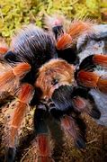 Image result for Mexican Tarantula