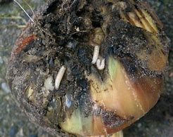 Image result for "onion-maggot"