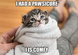 Image result for Comfy Cat Mem
