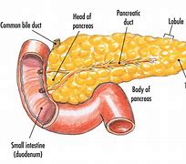 Image result for Pancreas