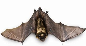 Image result for Bat Flying Profile