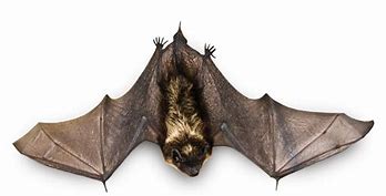 Image result for Bat Upside Down Tree