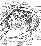 Image result for Clam External Anatomy