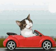 Image result for cats driver memes templates