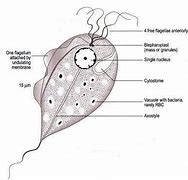 Image result for Trichomonas Vaginalis Diagram