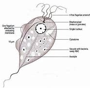 Image result for Trichomonas Vaginalis Cyst