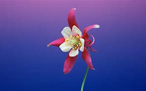 Image result for Mac Wallpaper Flower