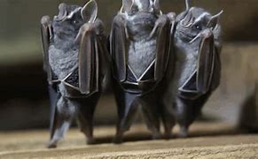 Image result for Bat Sleeping in the Day