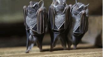 Image result for Bats Upside Down Dancing