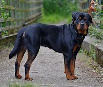 Image result for Chien Rottweiler